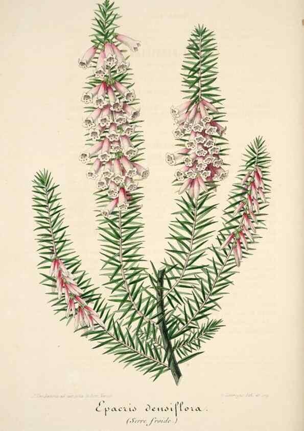 Reproducción/Reproduction 49683619063: L'Illustration horticole :. Gand, Belgium :Imprimerie et lithographie de F. et E. Gyselnyck,1854-1896.. 