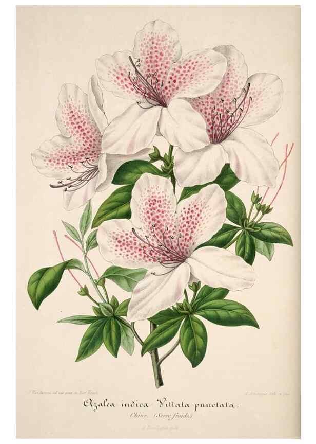 Reproducción/Reproduction 49684159656: L'Illustration horticole :. Gand, Belgium :Imprimerie et lithographie de F. et E. Gyselnyck,1854-1896.. 