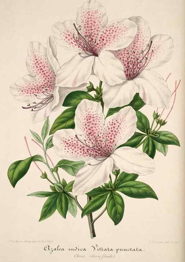 Reproducción/Reproduction 49684159656: L'Illustration horticole :. Gand, Belgium :Imprimerie et lithographie de F. et E. Gyselnyck,1854-1896.. 