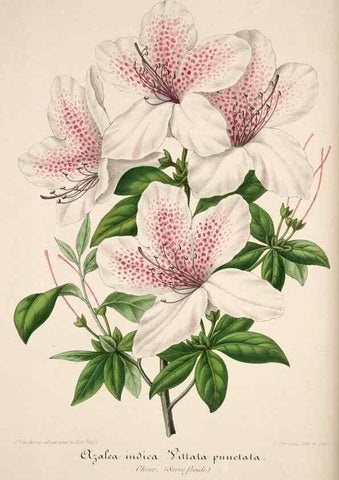 Reproducción/Reproduction 49684159656: L'Illustration horticole :. Gand, Belgium :Imprimerie et lithographie de F. et E. Gyselnyck,1854-1896.. 