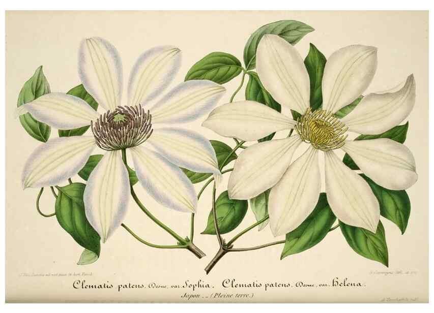 Reproducción/Reproduction 49683619708: L'Illustration horticole :. Gand, Belgium :Imprimerie et lithographie de F. et E. Gyselnyck,1854-1896.. 
