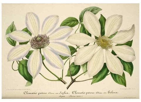 Reproducción/Reproduction 49683619708: L'Illustration horticole :. Gand, Belgium :Imprimerie et lithographie de F. et E. Gyselnyck,1854-1896.. 