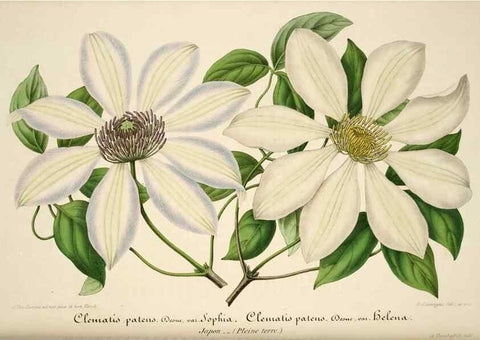 Reproducción/Reproduction 49683619708: L'Illustration horticole :. Gand, Belgium :Imprimerie et lithographie de F. et E. Gyselnyck,1854-1896.. 