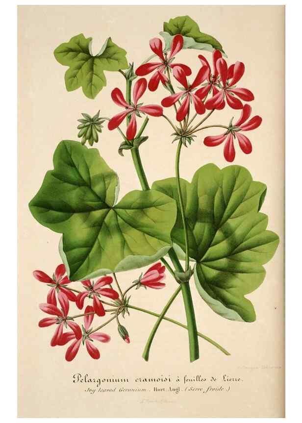 Reproducción/Reproduction 49683620108: L'Illustration horticole :. Gand, Belgium :Imprimerie et lithographie de F. et E. Gyselnyck,1854-1896.. 