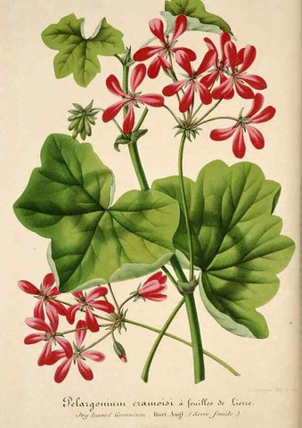 Reproducción/Reproduction 49683620108: L'Illustration horticole :. Gand, Belgium :Imprimerie et lithographie de F. et E. Gyselnyck,1854-1896.. 
