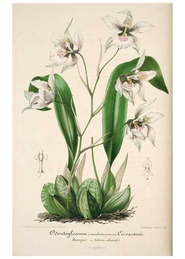 Reproducción/Reproduction 49684157461: L'Illustration horticole :. Gand, Belgium :Imprimerie et lithographie de F. et E. Gyselnyck,1854-1896.. 