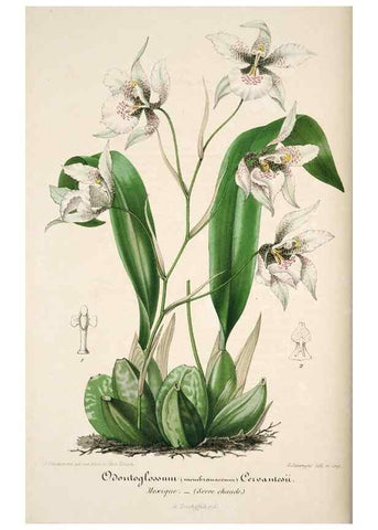 Reproducción/Reproduction 49684157461: L'Illustration horticole :. Gand, Belgium :Imprimerie et lithographie de F. et E. Gyselnyck,1854-1896.. 