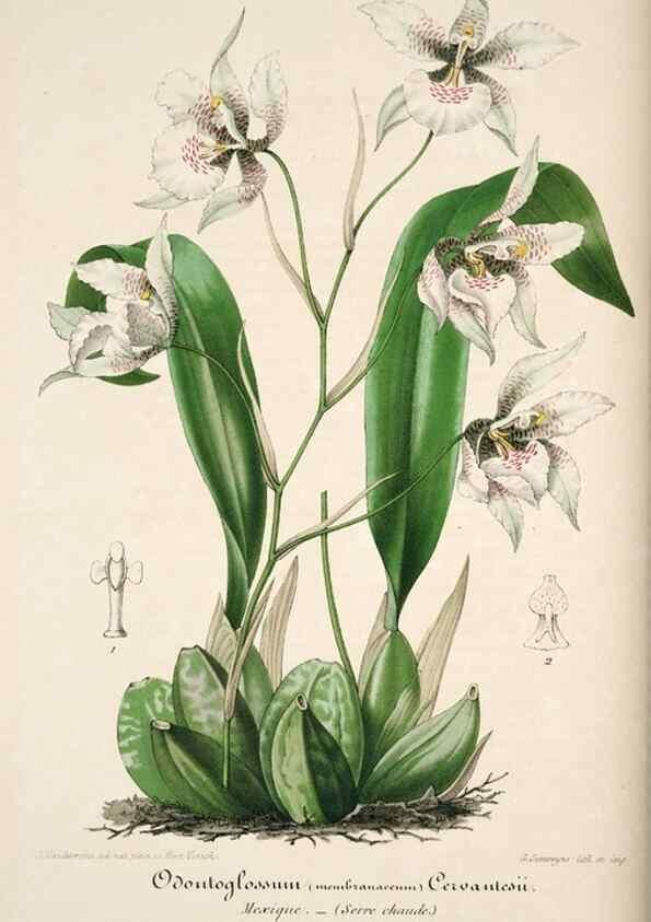 Reproducción/Reproduction 49684157461: L'Illustration horticole :. Gand, Belgium :Imprimerie et lithographie de F. et E. Gyselnyck,1854-1896.. 