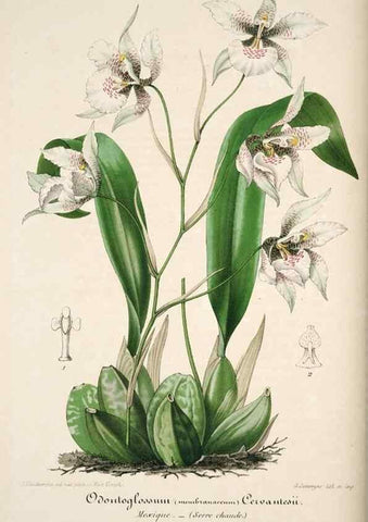 Reproducción/Reproduction 49684157461: L'Illustration horticole :. Gand, Belgium :Imprimerie et lithographie de F. et E. Gyselnyck,1854-1896.. 
