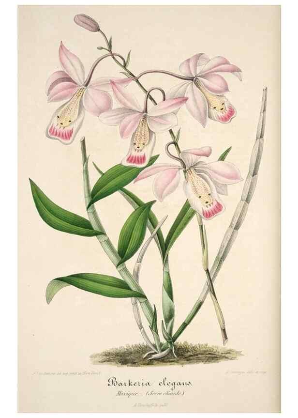 Reproducción/Reproduction 49684453097: L'Illustration horticole :. Gand, Belgium :Imprimerie et lithographie de F. et E. Gyselnyck,1854-1896.. 
