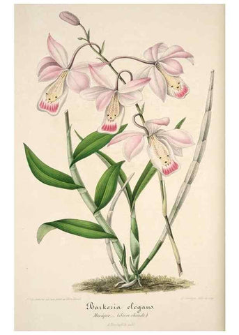 Reproducción/Reproduction 49684453097: L'Illustration horticole :. Gand, Belgium :Imprimerie et lithographie de F. et E. Gyselnyck,1854-1896.. 