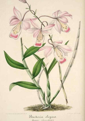Reproducción/Reproduction 49684453097: L'Illustration horticole :. Gand, Belgium :Imprimerie et lithographie de F. et E. Gyselnyck,1854-1896.. 