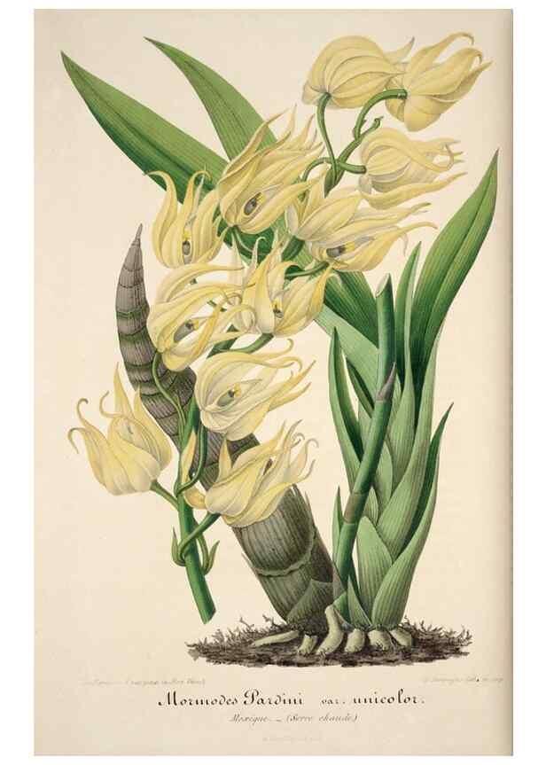 Reproducción/Reproduction 49683621023: L'Illustration horticole :. Gand, Belgium :Imprimerie et lithographie de F. et E. Gyselnyck,1854-1896.. 