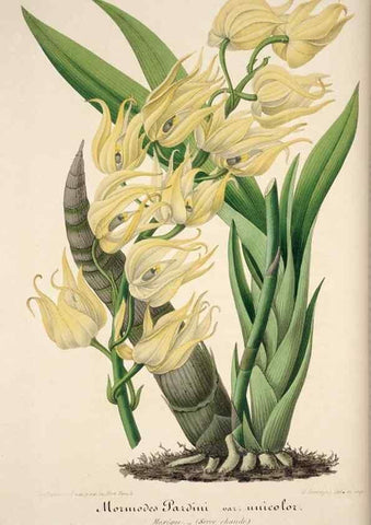 Reproducción/Reproduction 49683621023: L'Illustration horticole :. Gand, Belgium :Imprimerie et lithographie de F. et E. Gyselnyck,1854-1896.. 