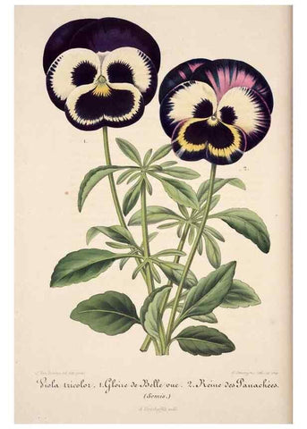 Reproducción/Reproduction 49684453927: L'Illustration horticole :. Gand, Belgium :Imprimerie et lithographie de F. et E. Gyselnyck,1854-1896.. 