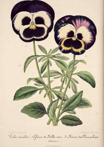 Reproducción/Reproduction 49684453927: L'Illustration horticole :. Gand, Belgium :Imprimerie et lithographie de F. et E. Gyselnyck,1854-1896.. 