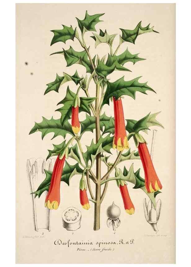 Reproducción/Reproduction 49684161681: L'Illustration horticole :. Gand, Belgium :Imprimerie et lithographie de F. et E. Gyselnyck,1854-1896.. 