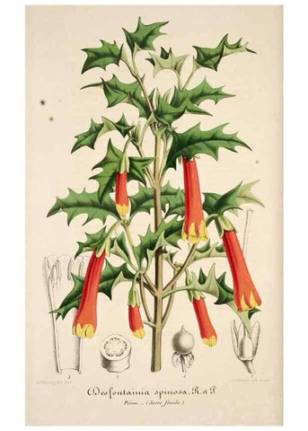 Reproducción/Reproduction 49684161681: L'Illustration horticole :. Gand, Belgium :Imprimerie et lithographie de F. et E. Gyselnyck,1854-1896.. 