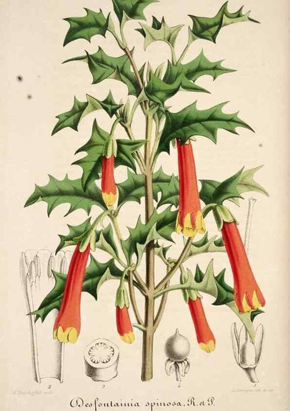 Reproducción/Reproduction 49684161681: L'Illustration horticole :. Gand, Belgium :Imprimerie et lithographie de F. et E. Gyselnyck,1854-1896.. 