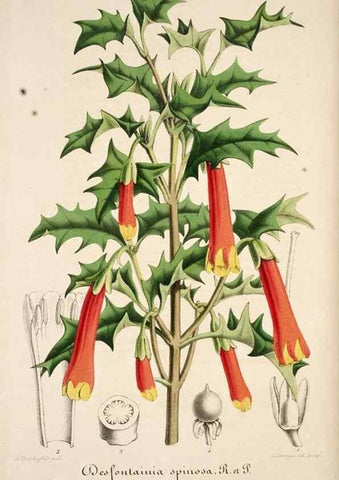 Reproducción/Reproduction 49684161681: L'Illustration horticole :. Gand, Belgium :Imprimerie et lithographie de F. et E. Gyselnyck,1854-1896.. 