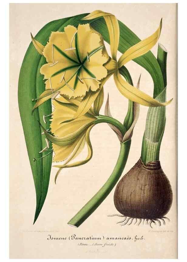 Reproducción/Reproduction 49684454837: L'Illustration horticole :. Gand, Belgium :Imprimerie et lithographie de F. et E. Gyselnyck,1854-1896.. 