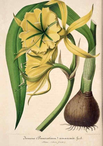 Reproducción/Reproduction 49684454837: L'Illustration horticole :. Gand, Belgium :Imprimerie et lithographie de F. et E. Gyselnyck,1854-1896.. 