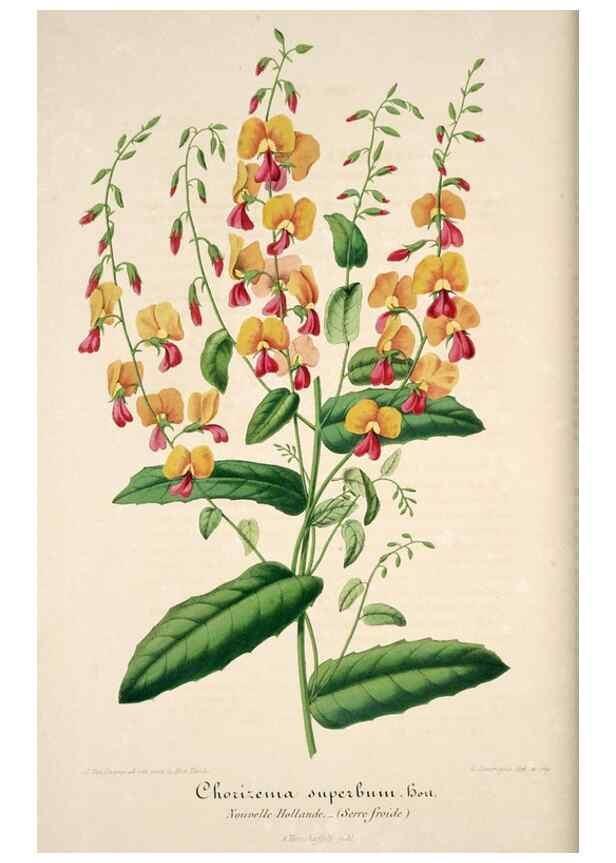 Reproducción/Reproduction 49684162356: L'Illustration horticole :. Gand, Belgium :Imprimerie et lithographie de F. et E. Gyselnyck,1854-1896.. 