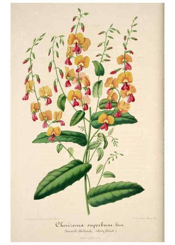 Reproducción/Reproduction 49684162356: L'Illustration horticole :. Gand, Belgium :Imprimerie et lithographie de F. et E. Gyselnyck,1854-1896.. 