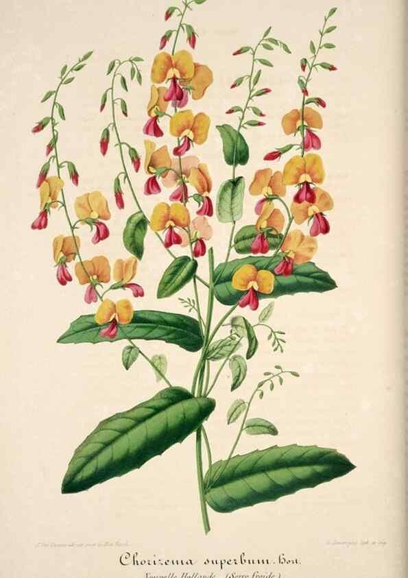 Reproducción/Reproduction 49684162356: L'Illustration horticole :. Gand, Belgium :Imprimerie et lithographie de F. et E. Gyselnyck,1854-1896.. 