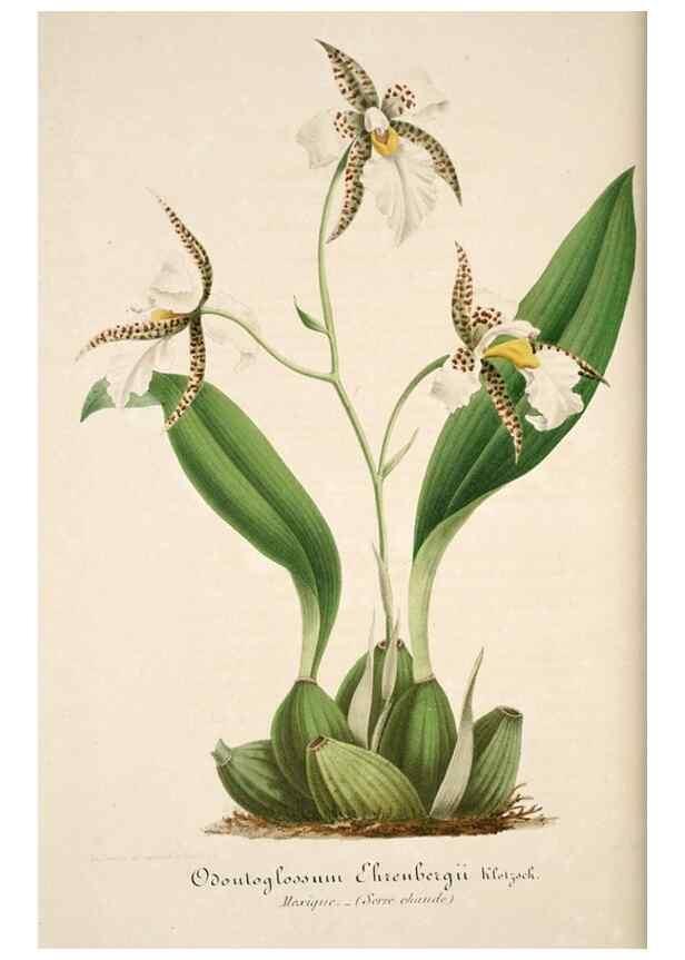 Reproducción/Reproduction 49683622888: L'Illustration horticole :. Gand, Belgium :Imprimerie et lithographie de F. et E. Gyselnyck,1854-1896.. 