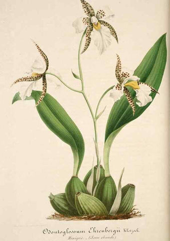 Reproducción/Reproduction 49683622888: L'Illustration horticole :. Gand, Belgium :Imprimerie et lithographie de F. et E. Gyselnyck,1854-1896.. 