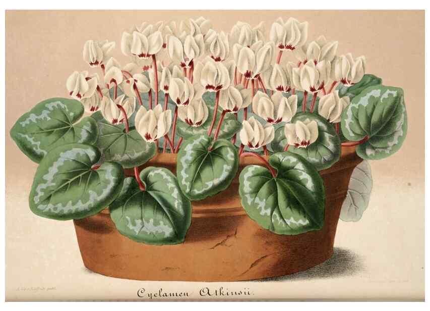 Reproducción/Reproduction 49683623218: L'Illustration horticole :. Gand, Belgium :Imprimerie et lithographie de F. et E. Gyselnyck,1854-1896.. 