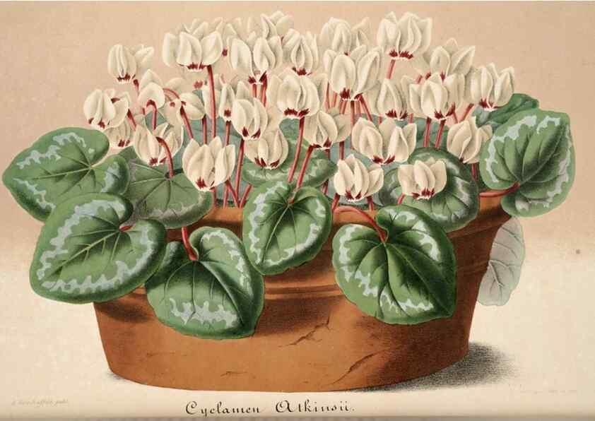 Reproducción/Reproduction 49683623218: L'Illustration horticole :. Gand, Belgium :Imprimerie et lithographie de F. et E. Gyselnyck,1854-1896.. 