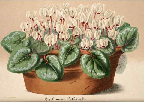 Reproducción/Reproduction 49683623218: L'Illustration horticole :. Gand, Belgium :Imprimerie et lithographie de F. et E. Gyselnyck,1854-1896.. 