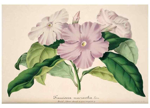 Reproducción/Reproduction 49684453312: L'Illustration horticole :. Gand, Belgium :Imprimerie et lithographie de F. et E. Gyselnyck,1854-1896.. 