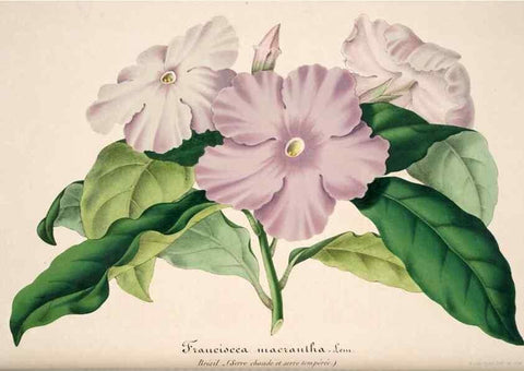 Reproducción/Reproduction 49684453312: L'Illustration horticole :. Gand, Belgium :Imprimerie et lithographie de F. et E. Gyselnyck,1854-1896.. 