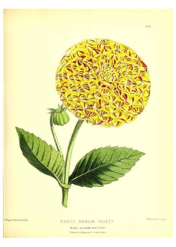 Reproducción/Reproduction 49680413251: The floral magazine;. London,L. Reeve & Co.. 