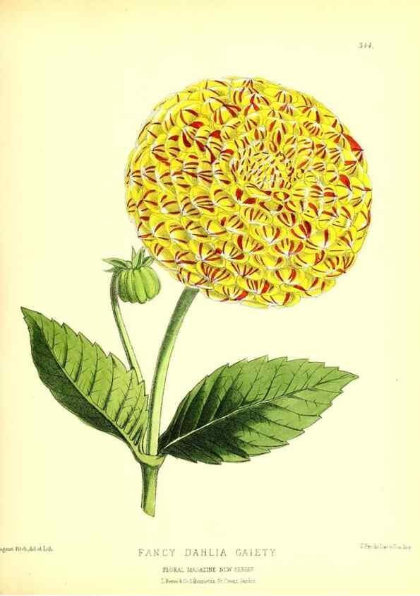 Reproducción/Reproduction 49680413251: The floral magazine;. London,L. Reeve & Co.. 