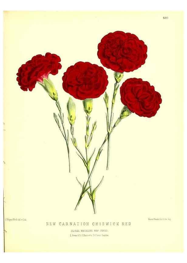 Reproducción/Reproduction 49680522041: The floral magazine;. London,L. Reeve & Co.. 