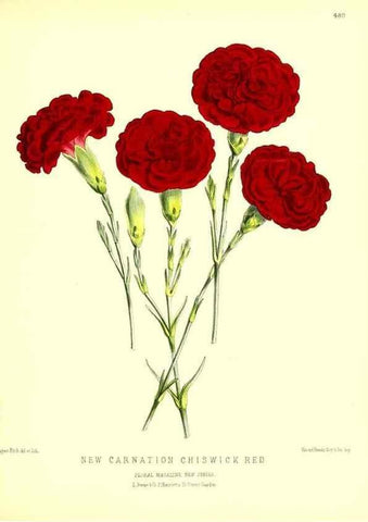 Reproducción/Reproduction 49680522041: The floral magazine;. London,L. Reeve & Co.. 