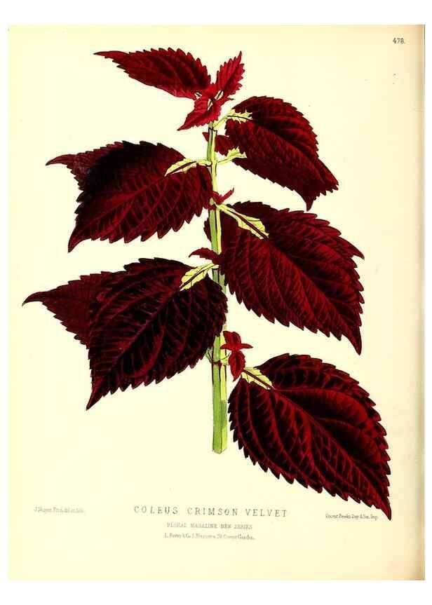 Reproducción/Reproduction 49679989013: The floral magazine;. London,L. Reeve & Co.. 