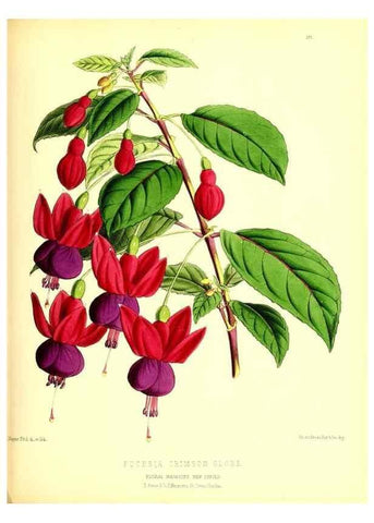 Reproducción/Reproduction 49680708912: The floral magazine;. London,L. Reeve & Co.. 