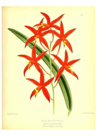 Reproducción/Reproduction 49679886463: The floral magazine;. London,L. Reeve & Co.. 