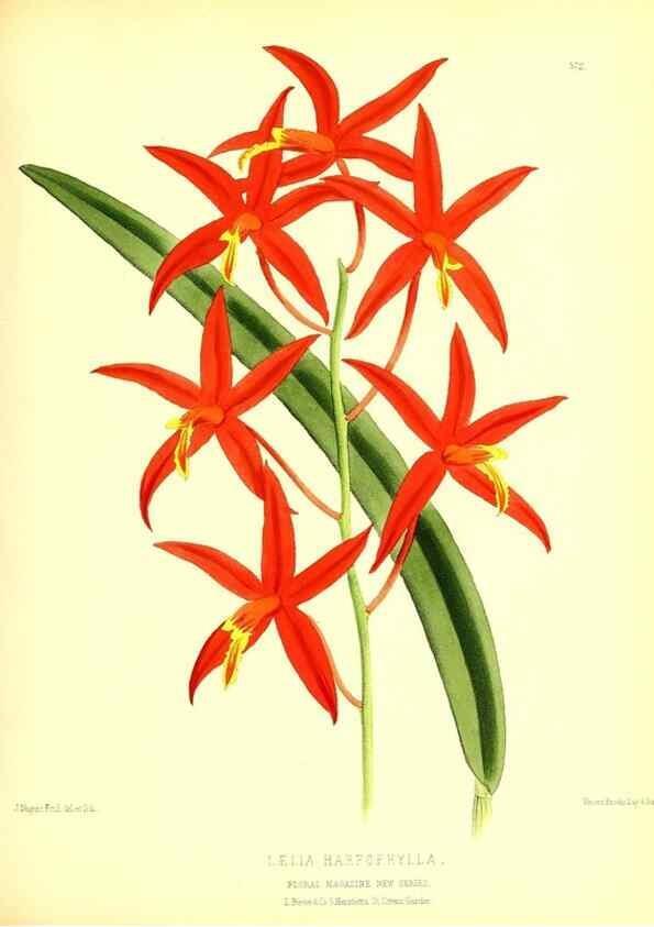 Reproducción/Reproduction 49679886463: The floral magazine;. London,L. Reeve & Co.. 