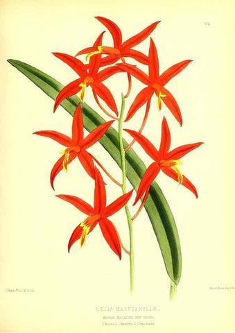 Reproducción/Reproduction 49679886463: The floral magazine;. London,L. Reeve & Co.. 