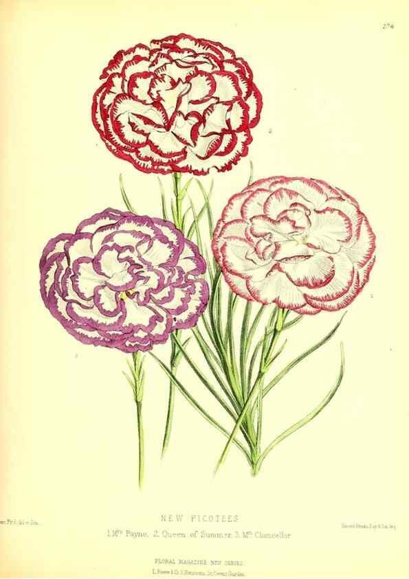 Reproducción/Reproduction 49680709547: The floral magazine;. London,L. Reeve & Co.. 