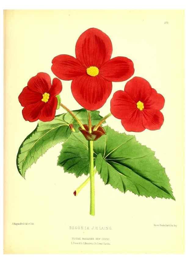 Reproducción/Reproduction 49680709767: The floral magazine;. London,L. Reeve & Co.. 