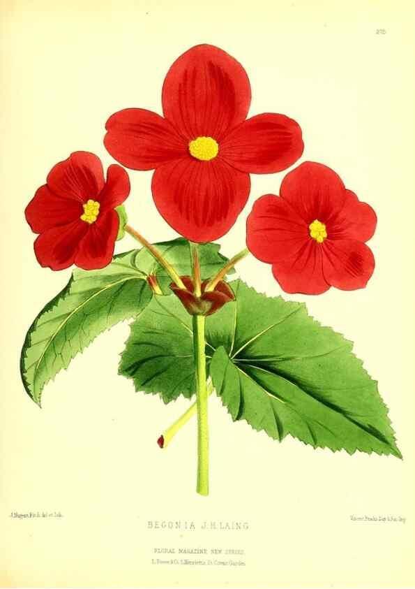 Reproducción/Reproduction 49680709767: The floral magazine;. London,L. Reeve & Co.. 