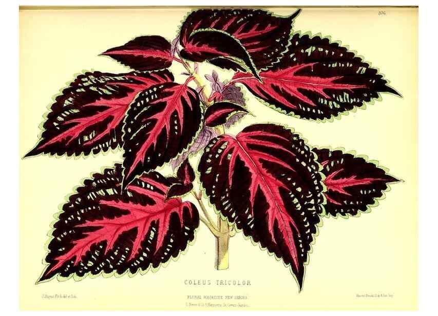Reproducción/Reproduction 49679887348: The floral magazine;. London,L. Reeve & Co.. 