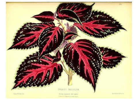 Reproducción/Reproduction 49679887348: The floral magazine;. London,L. Reeve & Co.. 